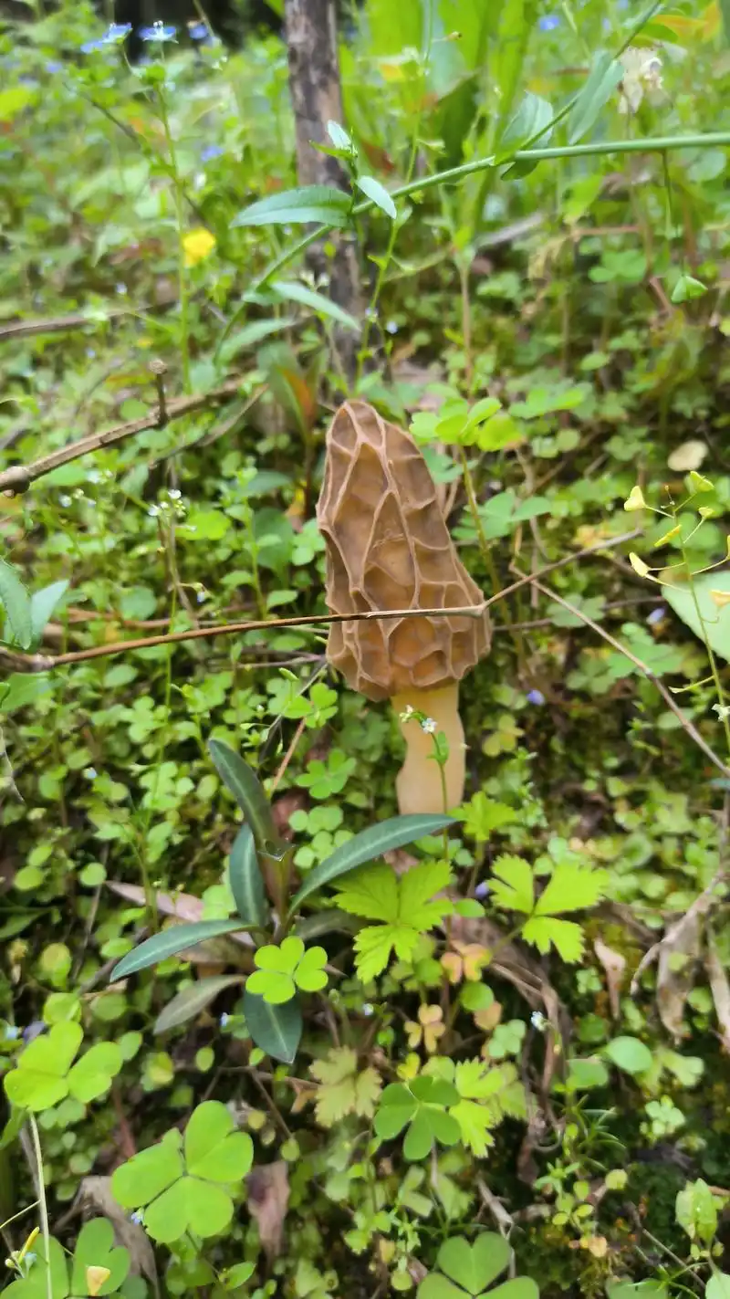 野生真菌蘑菇——羊肚菌