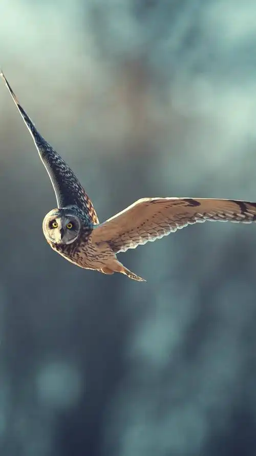 > || 更新时间:2017-10-25 颜色分 灰色 关键词:  猫头鹰 飞行动物