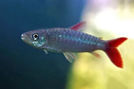 平克一枝花活体中大型热带鱼淡水鱼观赏鱼红尾粗鳞鱼