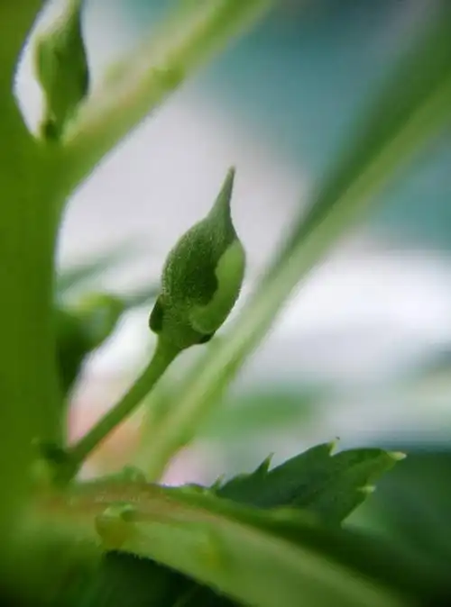 凤仙花想出了花苞,大概多久才开花呢?