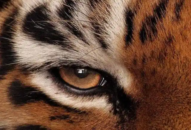 心理测试:你觉得下图哪张是假的老虎眼睛,测谁挡了你的财路