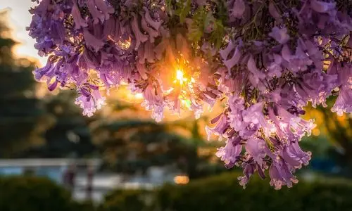 花楹盛开的夏天摄于云南昆明的云南民族博物馆民族村正门对面