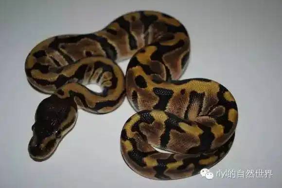 【蟒蚺迷】hidden gene woma comb