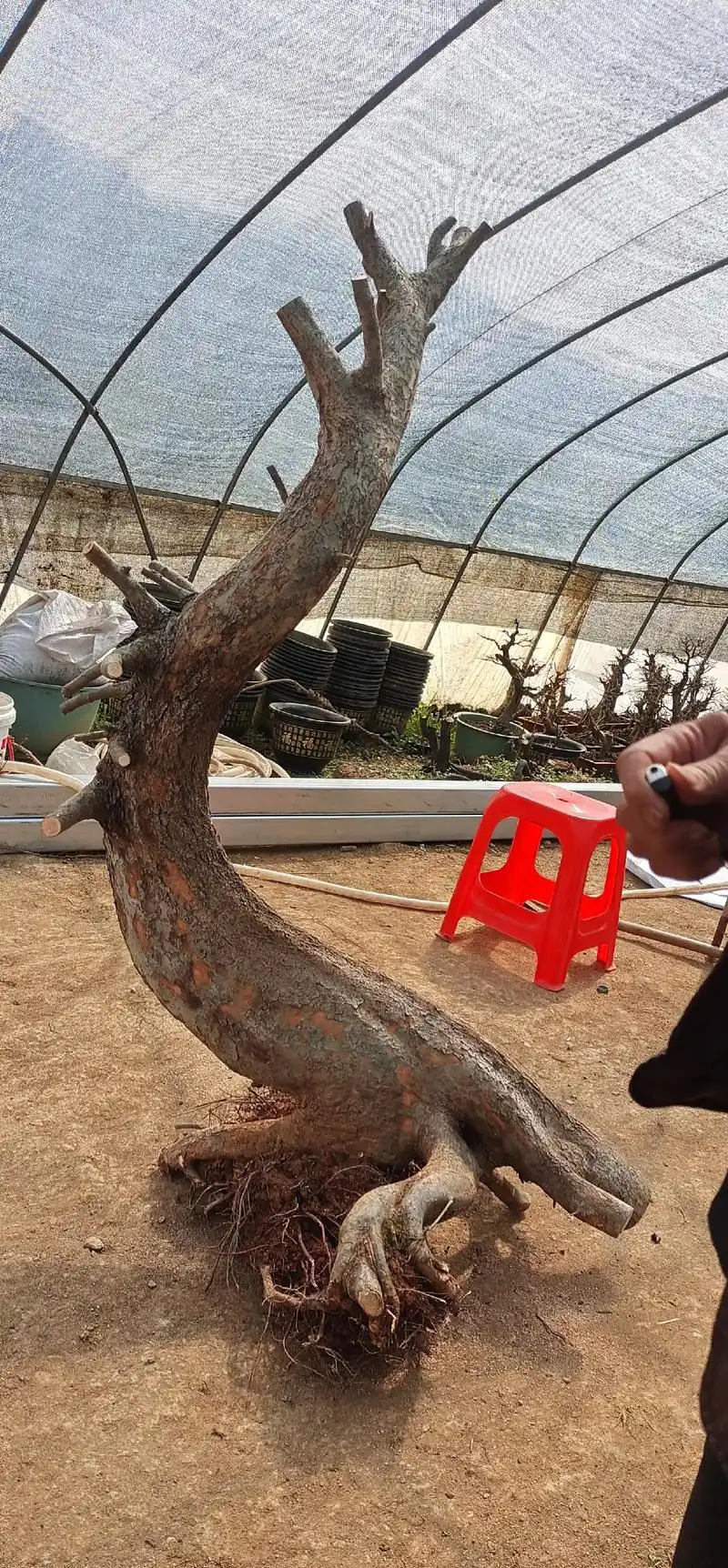 盆景素材 #小叶花皮榔榆#榔榆 - 抖音