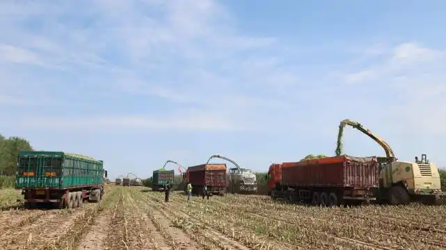 宁夏农垦前进农场2万亩青贮玉米开镰收割