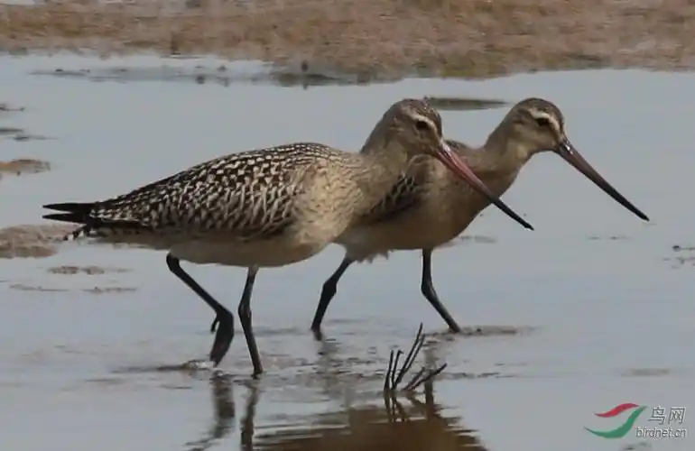 请问是什么鹬鸟?