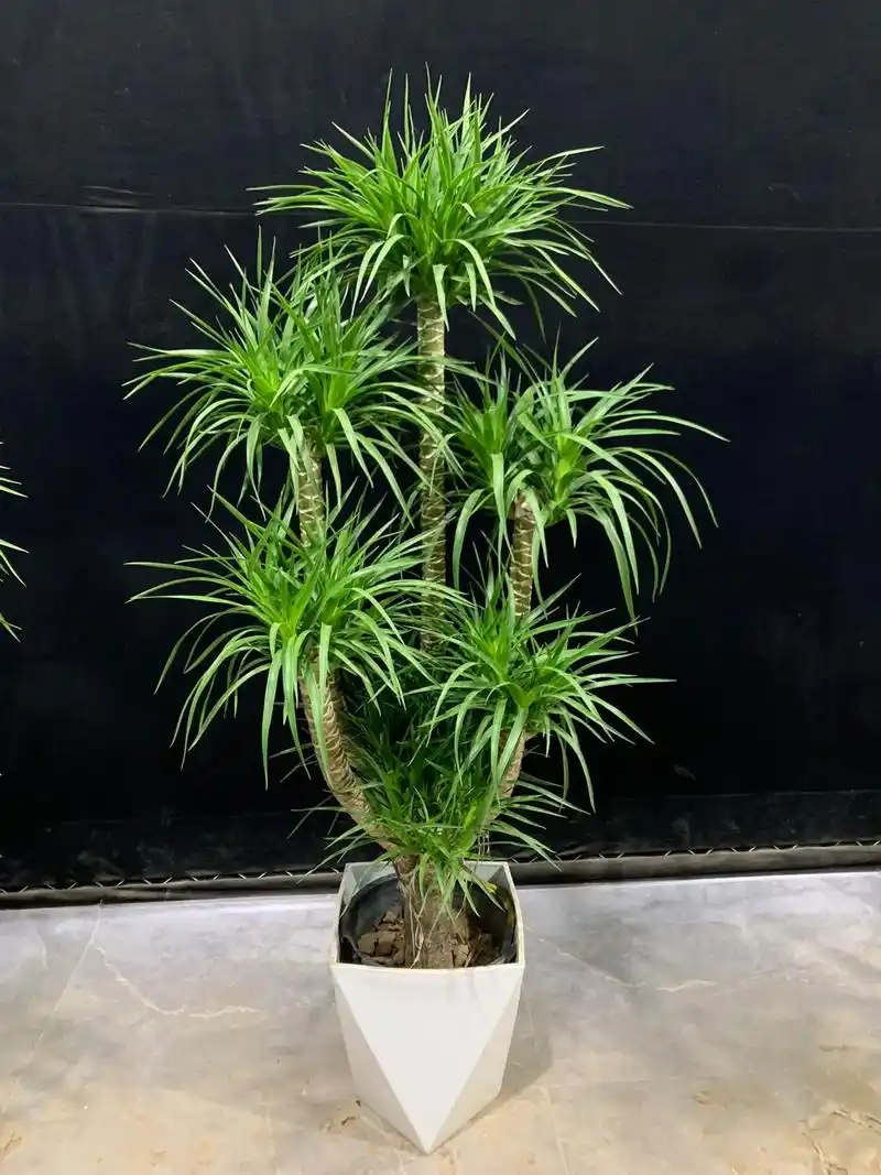 上热门 #龙血树#基地直发 #花卉绿植 #现场实拍 四季常 - 抖音