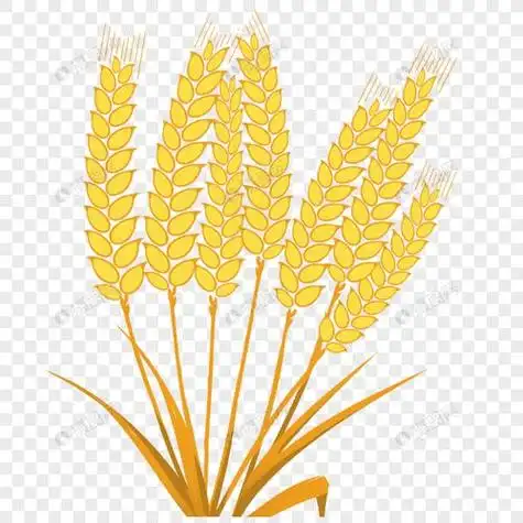 麦穗简笔画 麦穗简笔画简单又好看