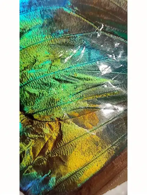 "大蓝闪蝶,化学药剂下的翅膀,闪烁着如草原上流淌的