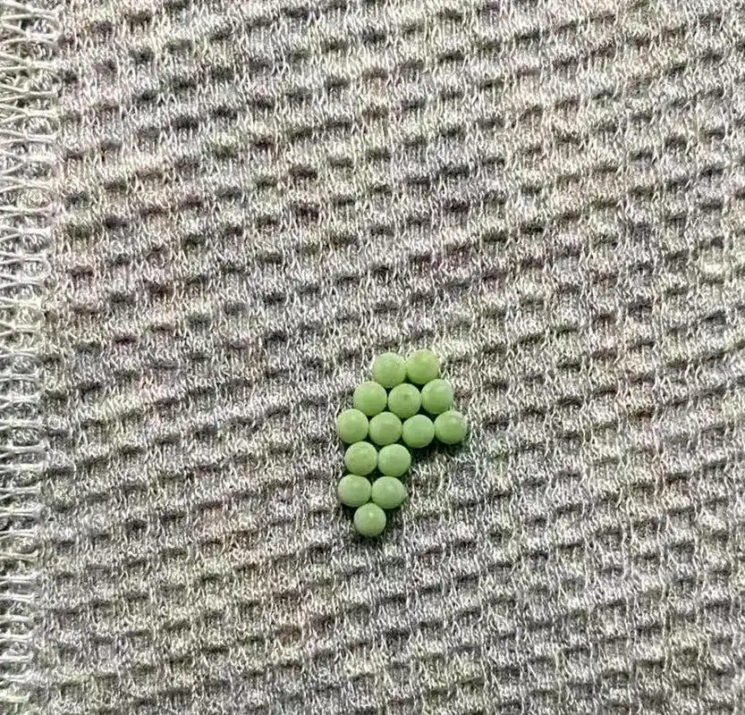 臭屁虫的卵数量总是恰好14颗,而且颜色鲜艳扎眼.