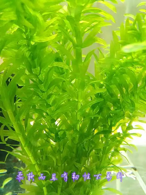 水草植物蜈蚣后景6根每组草缸养虾鱼缸造景水草