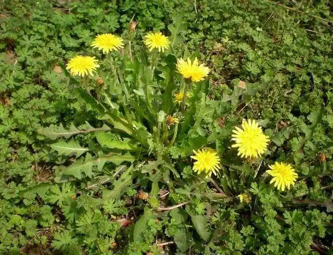吃货们看过来这些可食用的野花野菜你们都知道吗都知道算我输