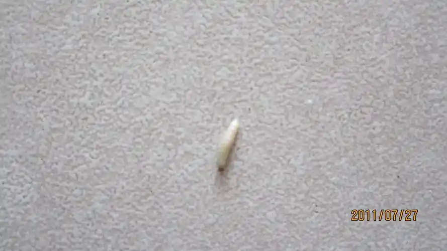 这是什么虫子 我家住在六楼 这虫子连续在我家两次同一时间位置出现