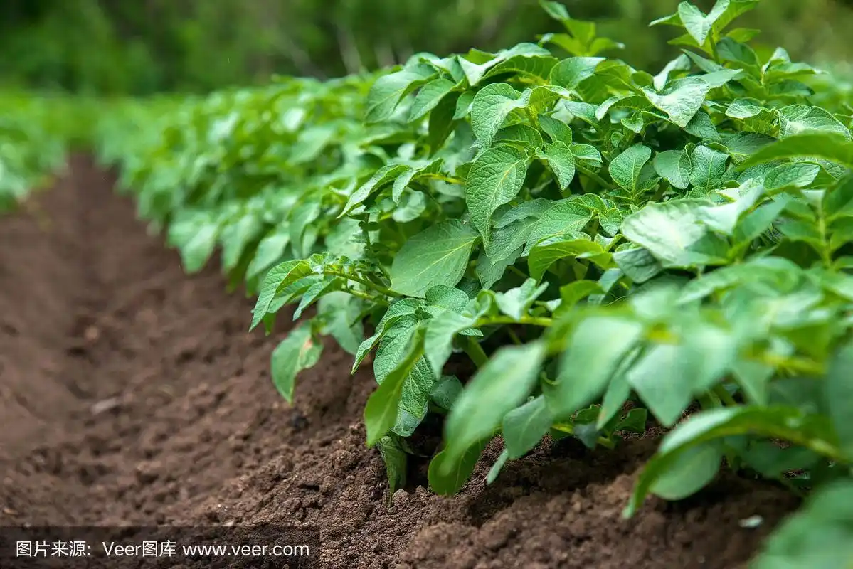 田野里成排的土豆幼苗