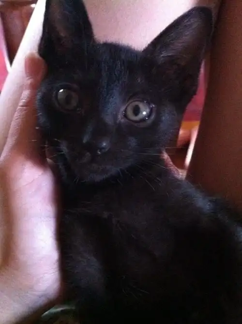 暹罗猫有没有纯黑色啊?