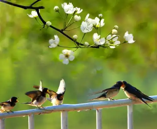 苗从土里露出头了,黄莺自由自在的在空中飞翔飞翔,岸上柳树细长的枝叶