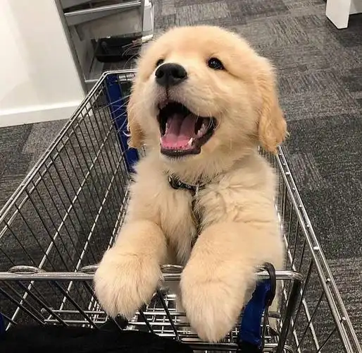 可爱的小动物 猫猫狗狗 可以当头像(多图预警)0702更新