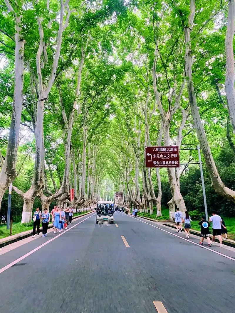 南京梧桐大道 树是梧桐树,城是金陵城.平淡的日子里总要和心 - 抖音