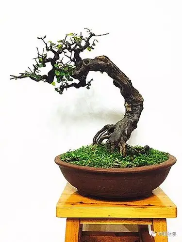 上面是我养植了近二十年的雀梅老桩,经构思欲做水旱盆景主景树.