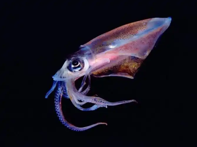 这只半透明的枪乌贼发出红色和紫色的光在