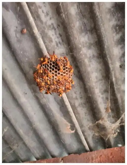 野生马蜂窝,医用价值很高,但要谨防掺假|蜂巢|幼虫_网易订阅