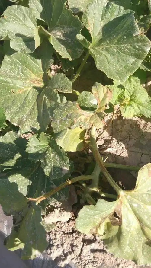 哈密瓜这样的病,用什么药治愈好,急需专家帮助!