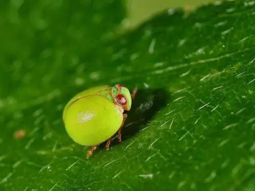 好可爱的瓢蜡蝉