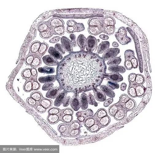 单子叶茎横截面在显微镜下切割