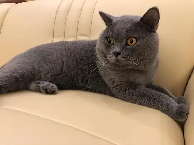 品相很好的英短蓝猫找领养!