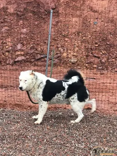 秀秀我的新疆土狗