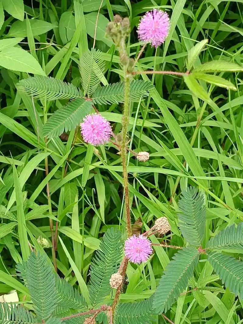 神奇的植物含羞草.路过一片草坪,看见这个粉粉的毛绒绒的圆球花