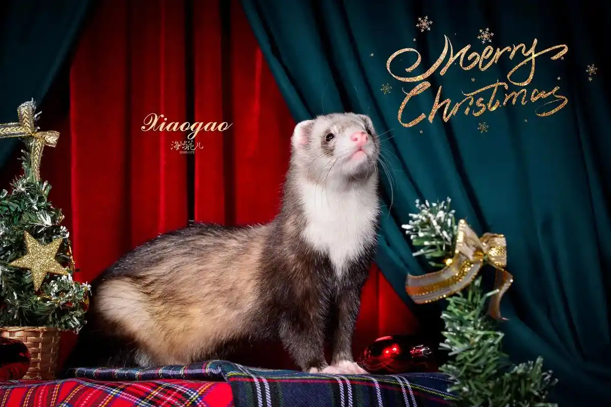 安格鲁貂 #萌宠 #宠物 #宠物摄影 #携宠出游 #萌宠的 - 抖音