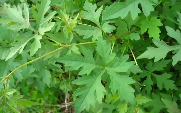 白蔹是什么植物