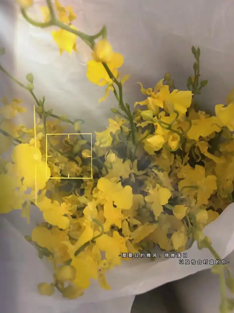 跳舞兰到货.#图文热搜词创作任务 跳舞兰的花语和寓意主要体现 - 抖音