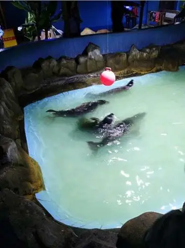 第二天我们又去了海洋馆海洋馆里好多以前没见过的动物啊