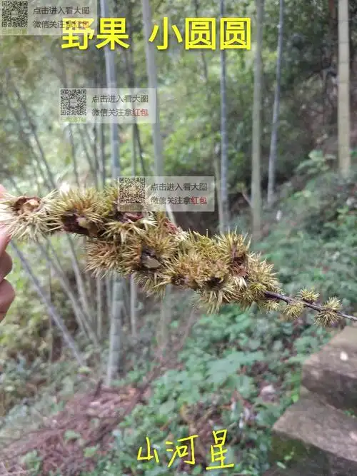 山河星小圆圆野生水果毛栗子米锥子新鲜钩锥栗小板栗甜坚果红椎子