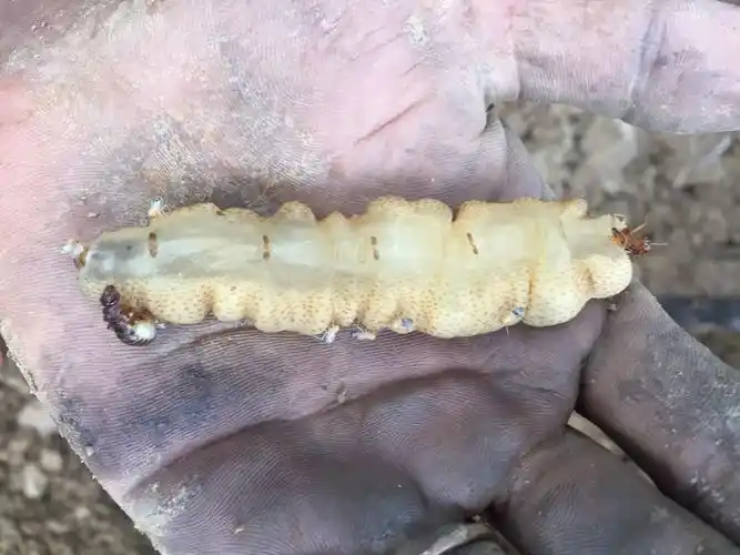 老熟的白蚁蚁后