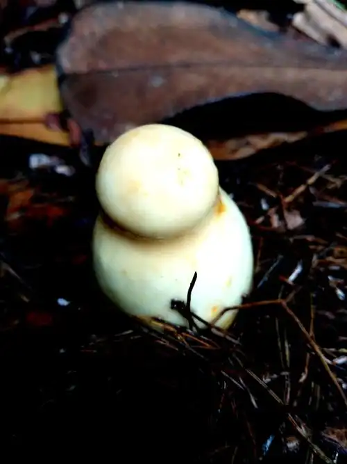 白蛋菇(白鹅蛋)