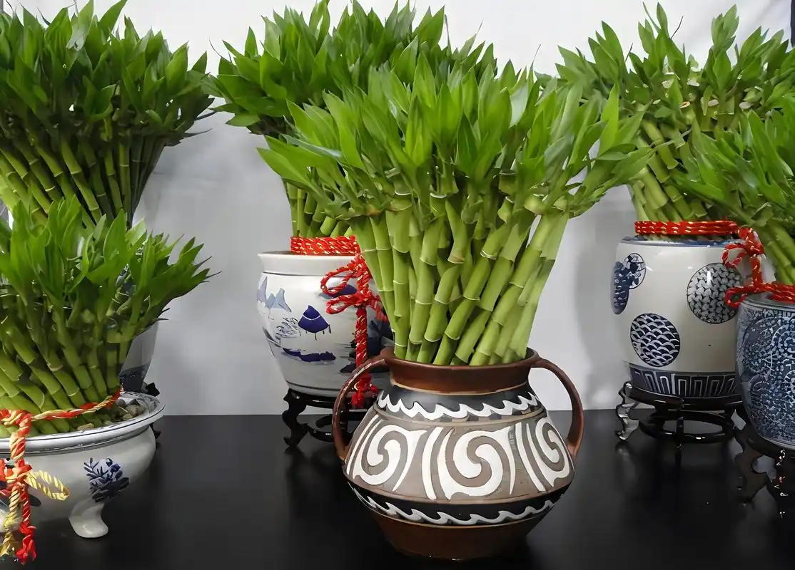 浇水多久一次?盆栽富贵竹浇水全攻略