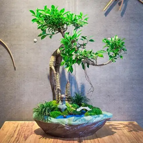 榕树盆景的制作方法