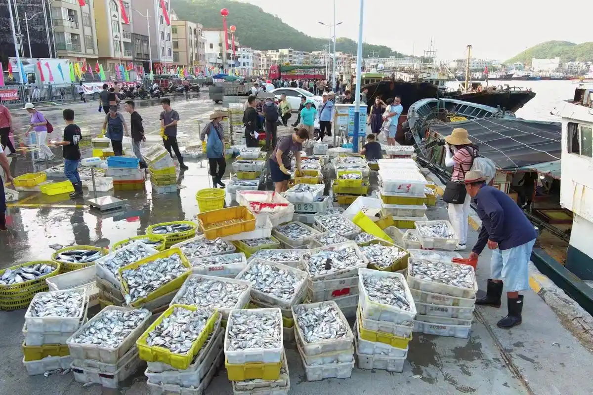 【#九宫格看广东码头早市#】#阳江开渔收获的海鲜好震撼#8月16日,2023