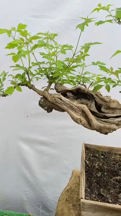 黄荆欣赏,我的险桩,能换个空调了吧-度小视