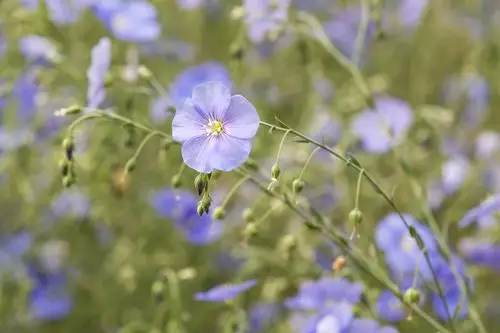 蓝花亚麻漂亮好看药用价值高