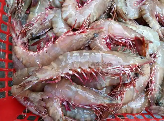 海南海捕野生虎虾新鲜海虾活虾对虾鲜活海鲜红脚对虾