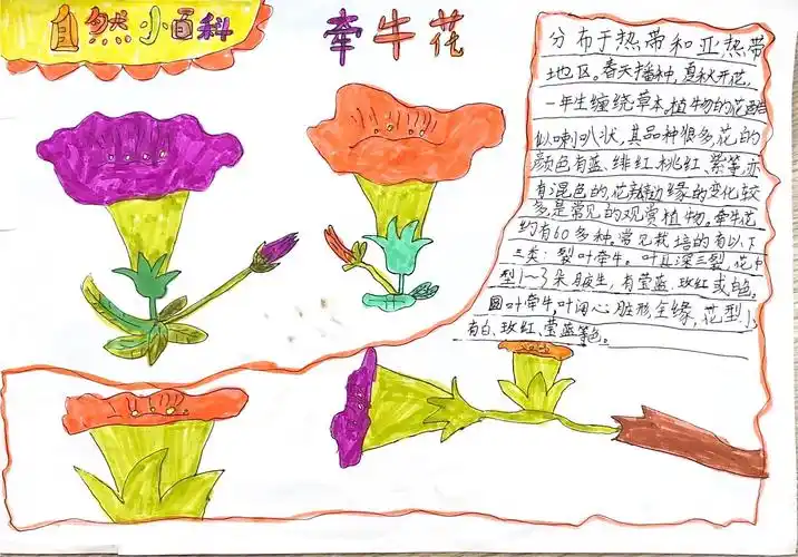 莲】自然笔记(三年级篇) 写美篇自然笔记并不一定需要特别高超的手绘