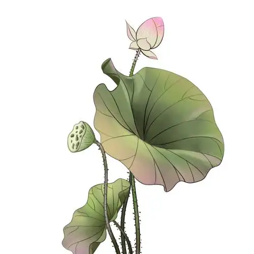 手绘国风荷花插画 荷叶