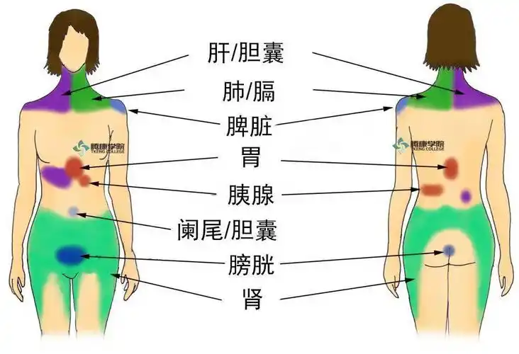 是慢性胰腺炎的主要临床症状,通常表现为上腹部反复发作的间歇性疼痛