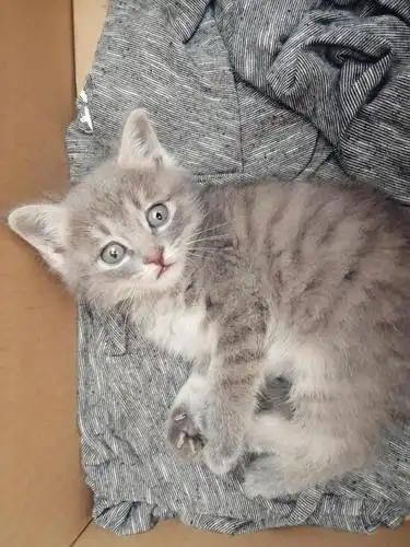 这种灰色的狸花猫长大了条纹会不会更明显呢