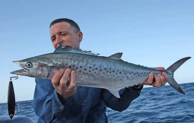 图谱18种马鲛鱼