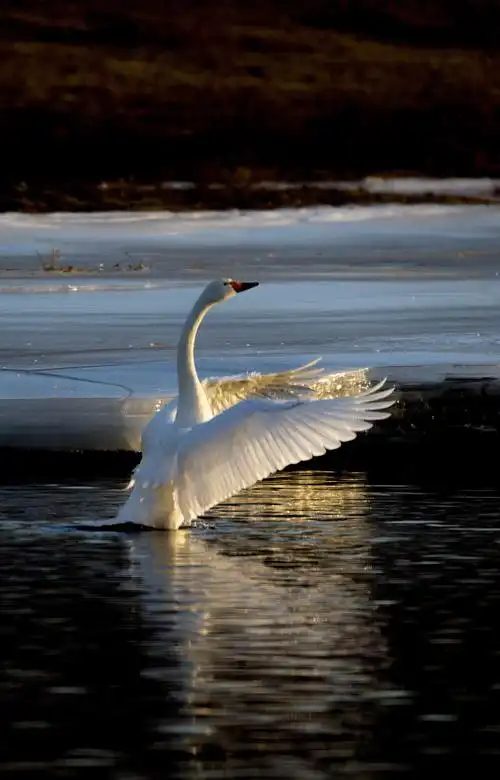 梦幻的翅膀—冬日北票大凌河的美丽精灵—白天鹅(二)